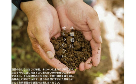 【2026年先行予約】厳選 岡山県産 シャインマスカット・ピオーネ 詰合せ 1.5kg以上 2～3房 産地直送 朝採れ / ぶどう 葡萄 フルーツ 先行予約 真庭市【kgftmt009-02】