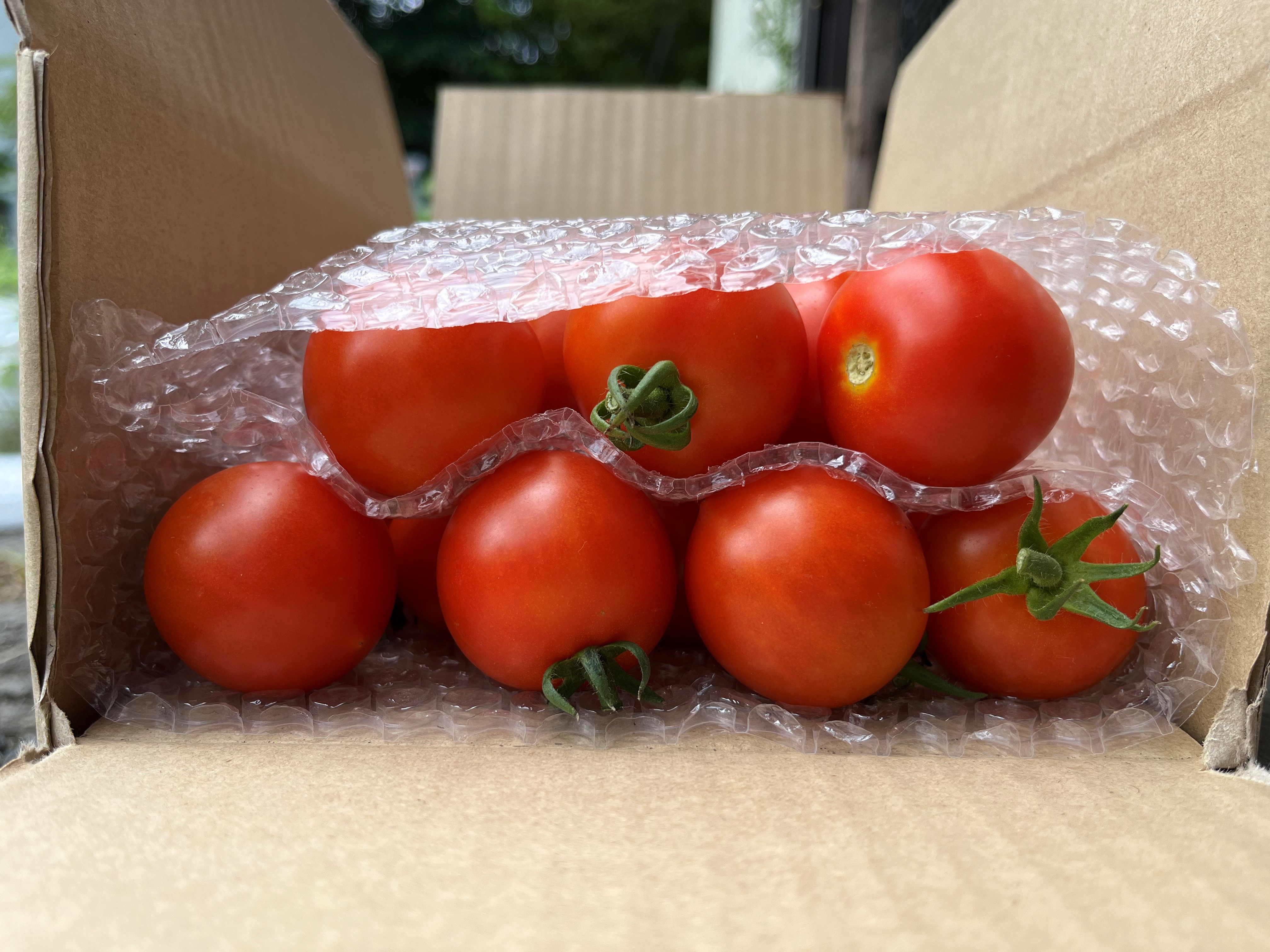 北海道壮瞥町産 ラビットゴッホ1.5kg 中玉トマト SBTAJ002