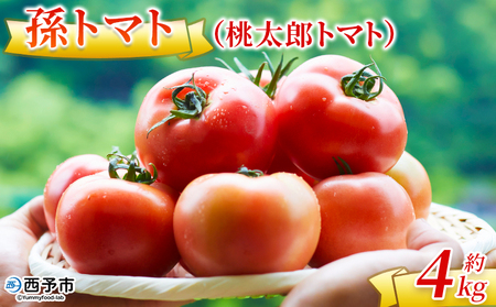 ＜孫トマト（桃太郎トマト）約4kg＞ トマト とまと 4キロ 孫トマト 大玉 愛媛県産 西予市産 食品 桃太郎トマト 桃太郎 野菜 やさい サラダ 産地直送 国産 城川 吉岡農園 愛媛県 西予市【常温】『2025年7月～11月中旬迄に順次出荷予定』SYN0003