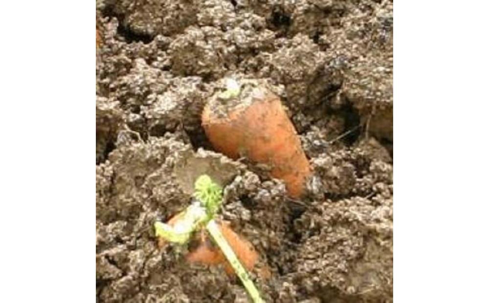 【令和8年産 先行予約】雪国ならではの逸品！津南町の雪下にんじん 5kg 25～35本 127524-089