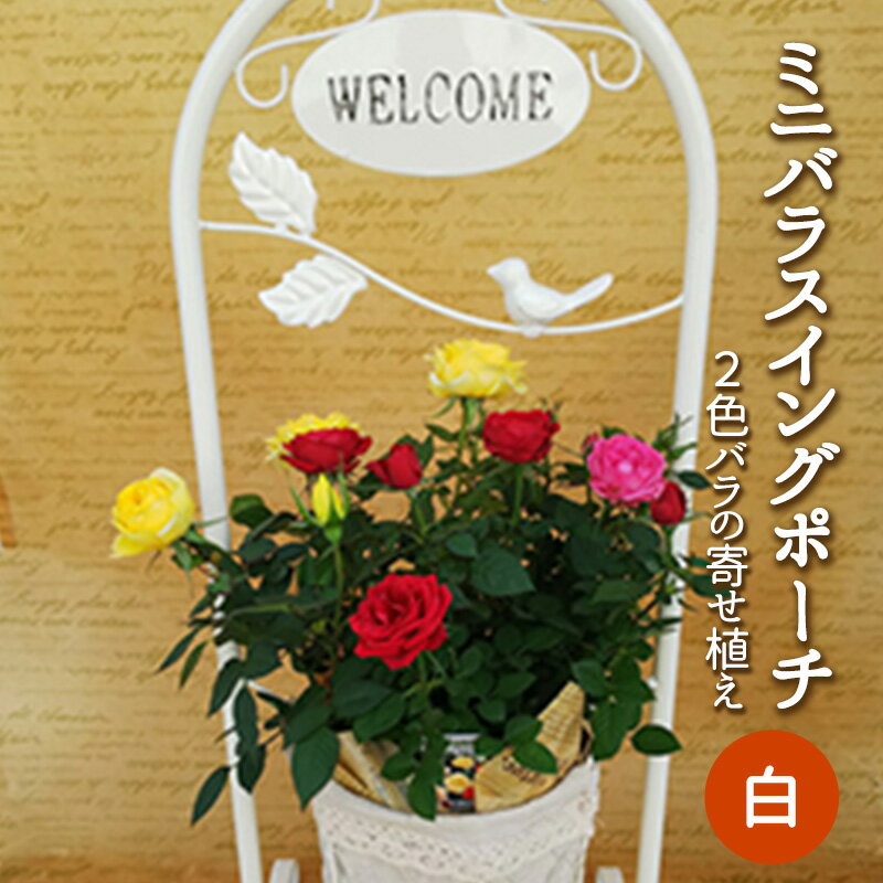【ふるさと納税】【母の日】ミニバラスイングポーチ（白色）2～3色のバラの寄せ植え | 薔薇 ばら バラ お花 花 植物 綺麗 おしゃれ 母の日 ギフト 贈答 贈り物 プレゼント お祝 岐阜県 瑞穂市 送料無料 ※2026年4月下旬～5月上旬頃に順次発送予定 ※離島へ配送不可