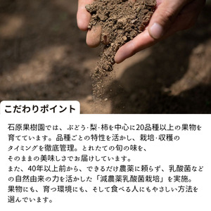 あたご梨 3～6玉 約3kg 化粧箱【先行予約 2025年11月中旬から順次発送】