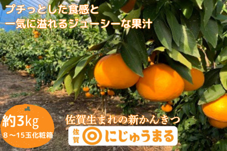 佐賀みかん にじゅうまる：B340-002