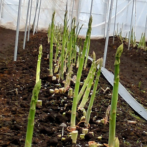 うえの農園の無添加アスパラ茶 | お茶 ティーパック2.5g×8個 国産 栃木県産 アスパラ アスパラガス　※離島への配送不可