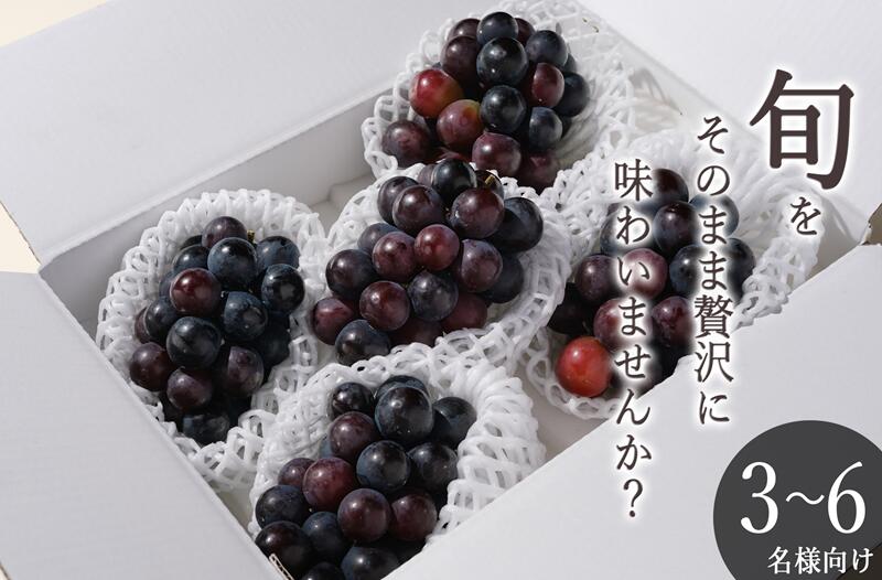 【ふるさと納税】 巨峰 種無し 2026年発送 先行予約 約1.8kg 4〜5房 冷蔵 果物 フルーツ 8月 9月 発送 甲州市産 葡萄 黒ぶどう 大粒 果実 ぶどう ブドウ 産地直送 数量限定 期間限定 自然農法 贈答 ギフト クール 山梨県 甲州市 （BNC） 【B19-460】