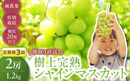 【先行予約】定期便　樹上完熟シャインマスカット（特別栽培）1.2㎏／2房　3回