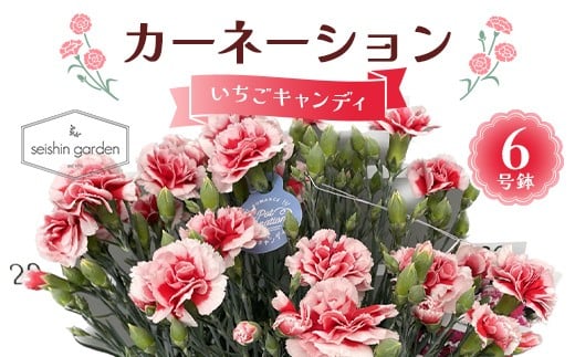 【2026年5月10日母の日】贈答用カーネーション いちごキャンディ６号鉢  2026年5月5日から順次発送 母の日 花 フラワー 鉢植 植物 贈り物 プレゼント ギフト 埼玉県 本庄市 F5K-588