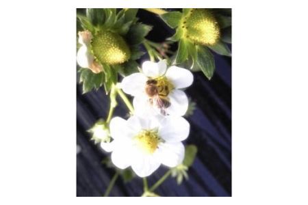 和歌山のいちご「大粒まりひめ」４パック(B460-1)