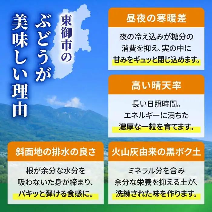 【先行受付2026年発送】東御市産シャインマスカット3kg（5～6房）【秋お届け】 