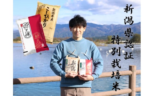 【令和7年産新米予約】【新潟県認証米】 10kg (各5kg) 特別栽培米 「従来コシヒカリ」＆「新之助」食べ比べセット 阿賀野市産 丸山農園 10月中旬より順次発送予定 3F05026