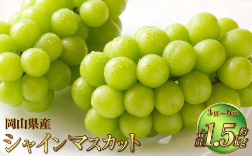 岡山県産 シャインマスカット 晴王 約1.5kg（3房～6房） 【2025年8月下旬～11月下旬迄発送予定】 果物 くだもの フルーツ ぶどう ブドウ 葡萄 マスカット