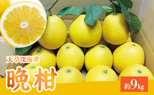 
                  S062-001_【天草深海産】晩柑 約9㎏【先行受付】
                
