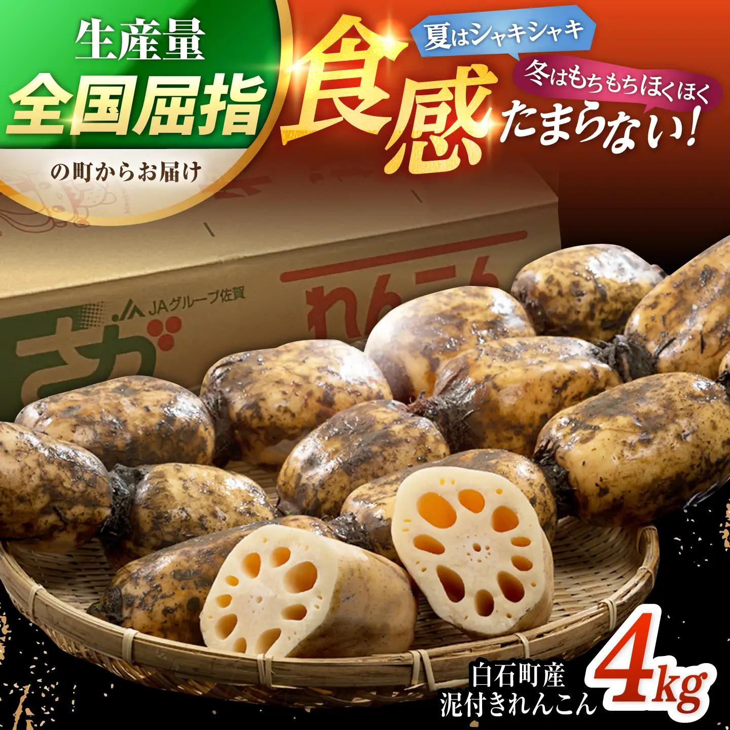 【先行予約 2026年10月～発送】白石町産 泥付きれんこん （4kg） / れんこん [IAK015]