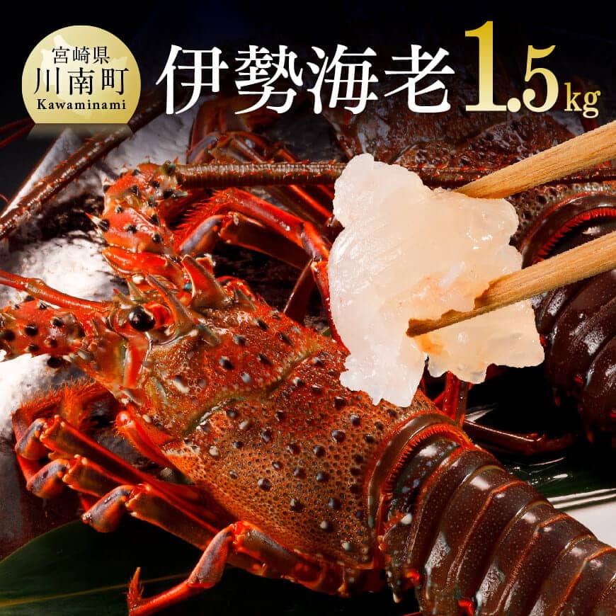 【ふるさと納税】※レビューキャンペーン※ 伊勢海老1.5kg（2～5尾） - 魚介 国産 九州産 宮崎県産 川南町産 伊勢えび イセエビ いせえび 太平洋 日向灘 川南漁港 刺身 味噌汁 みそ汁 ボイル焼き ごちそう 新鮮 お祝い キャンプ BBQ 焼肉 贅沢送料無料 宮崎県川南町 C01702