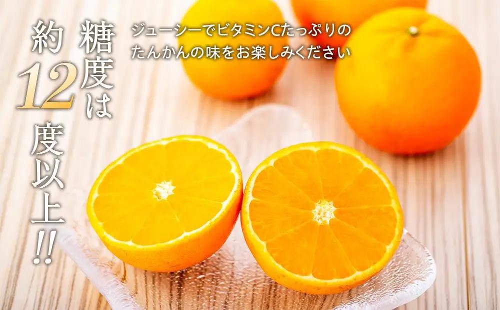 ＜先行予約／数量限定＞屋久島産たんかん 約5kg（Lサイズ／約30玉）【2027年2月中旬以降お届け】