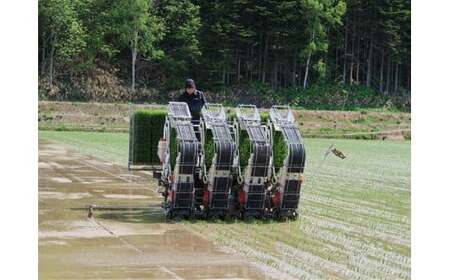 6-008-010　新米・増毛町産ななつぼし 5kg（10月～発送）【前野ファーム】