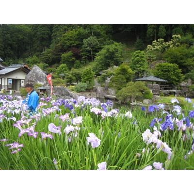 ふるさと納税 雲南市 石照庭園　花しょうぶ品種見計らい12株 |  | 01