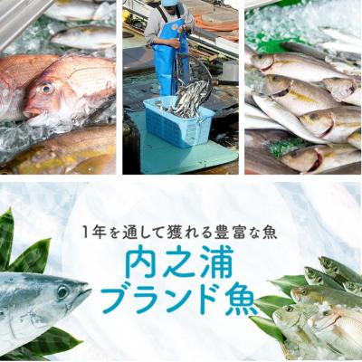 ふるさと納税 肝付町 魚屋さんの選んだ新鮮お魚詰め合わせ(約6〜8人分)　C09001 |  | 02