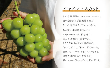 桃、ピオーネ、シャインマスカットが少しずつ届く夏の満足便！３回便(定期便) (岡山県産)【KF-T022-02】