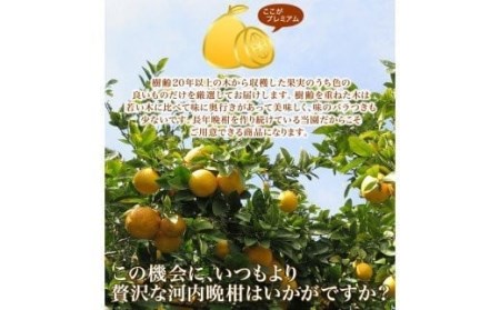 プレミアム 河内晩柑 5kg 河内晩柑