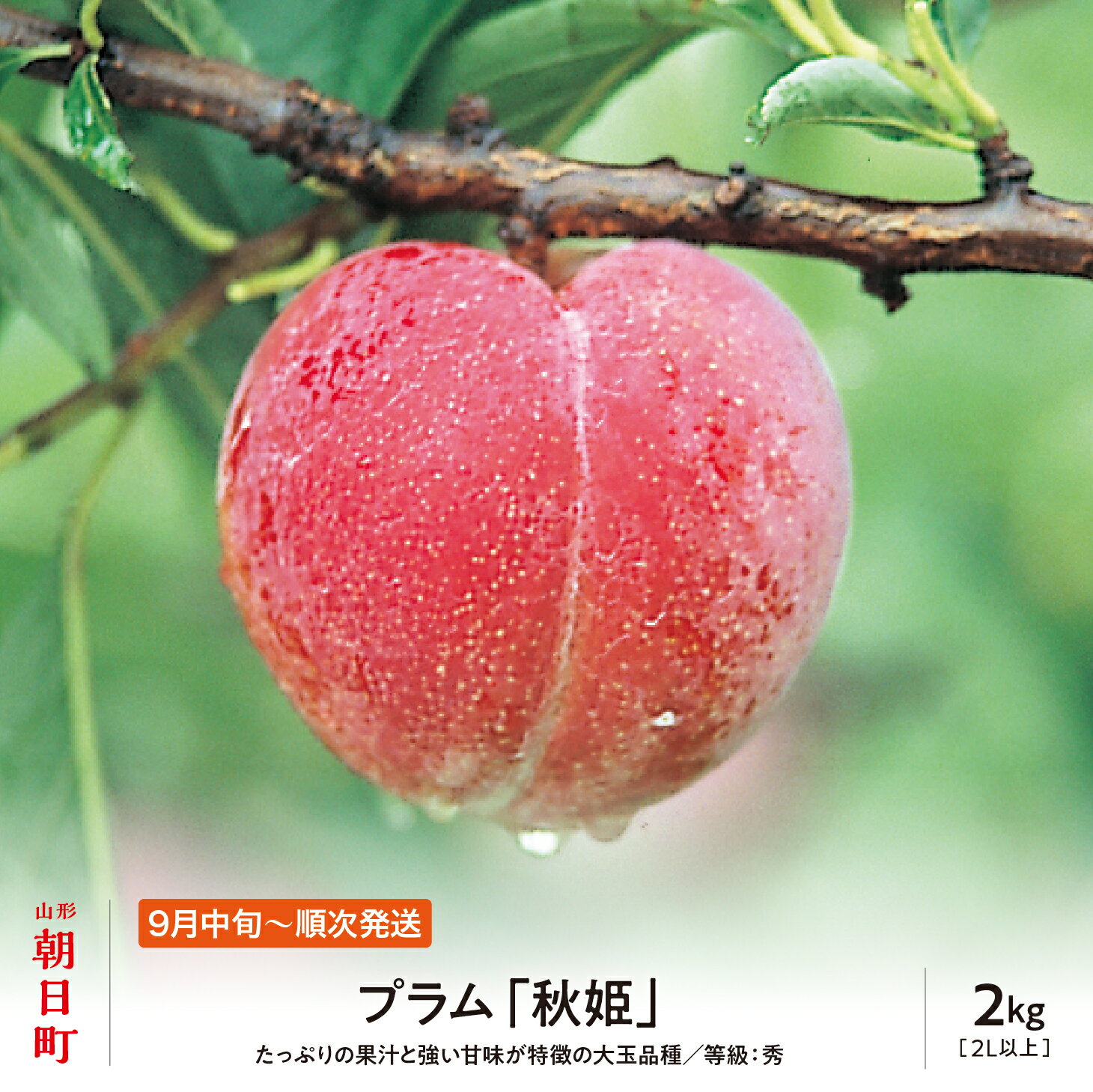 【ふるさと納税】プラム 秋姫 2kg 大玉 2L以上 秀品 化粧詰め 山形県 朝日町産 山形産 すもも スモモ フルーツ 果物 秋 送料無料