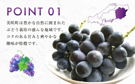 ニューピオーネ（良） 2kg ぶどう 葡萄 フルーツ 果物 岡山県 岡山県産 2025年 先行予約 【2025年9月上旬-9月下旬発送予定】