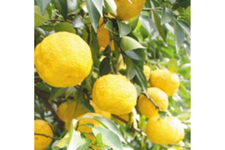 【岡山の酒】御前酒　ゆず酒　1800ml ／ 辻本店 真庭 日本酒 酒 リキュール 柚子【GZN-16】