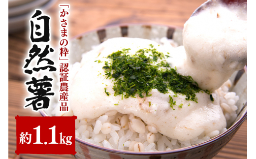 伊藤農園の自然薯　約1.1㎏