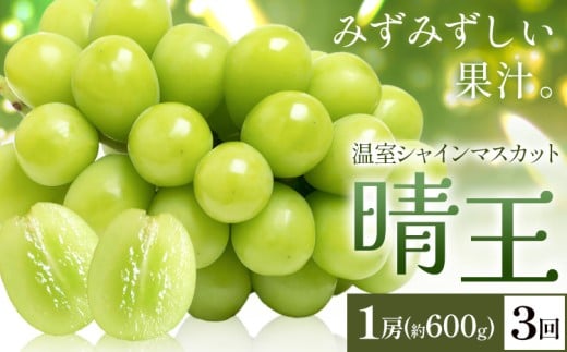 【2026年発送先行予約】シャインマスカット 温室 晴王 1房(約600g) 3回お届け シャイン マスカット《2026年7月中旬-9月中旬頃出荷》晴レ乃青果　(岡山中央卸売市場店(富士紙工 有限会社)) 送料無料 岡山県 浅口市 フルーツ 果物 岡山県産【配送不可地域あり】