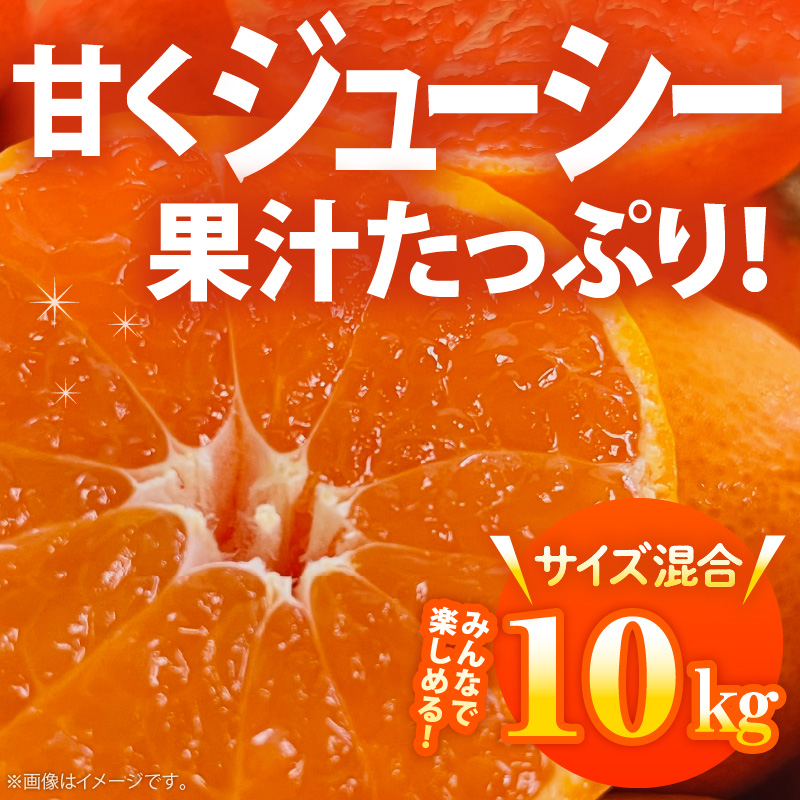 【2026年先行予約】ご家庭用 田村みかん サイズ混合(2S～２L) 約10kg わけあり 訳あり 不揃い 和歌山プレミアムブランドみかん 小玉 中玉 大玉 蜜柑 ミカン フルーツ 果物_AB7300