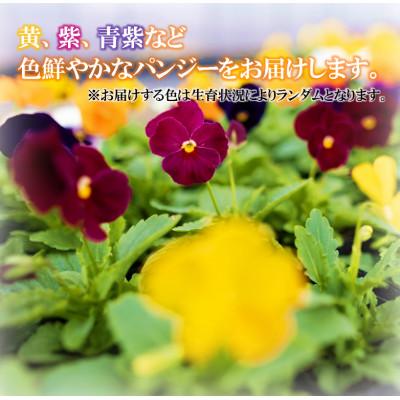 ふるさと納税 中島村 【先行予約】パンジー花苗セット(20+4ポット) |  | 01