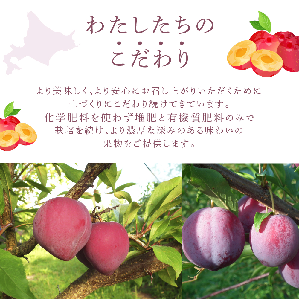 【先行受付】 プラム 恋花火 1kg 北海道 芦別市 大橋さくらんぼ園