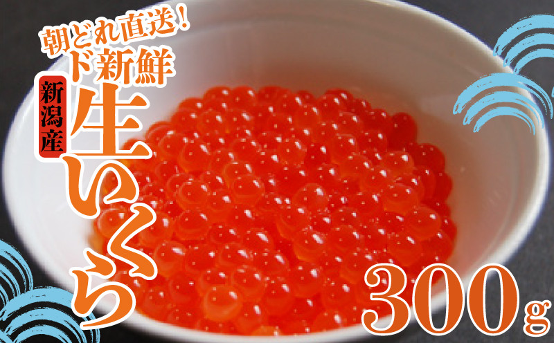 
            令和6年産 生イクラ 300g いくら 鮭 生いくら 海鮮 鮮魚 朝どれ 朝採れ とれたて 国産 新潟県産 お正月 おせち 年末 年始 贈答
          