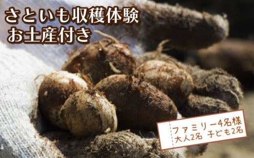 さといも堀り お土産付き 大人 2名 子ども 2名 沼津 戸田  実季楽農園 【海と山に育まれた 戸田 の恵を掘り起こそう】 収穫 収穫体験 体験 野菜 さといも 掘り 思い出 観光 沼津市 静岡県