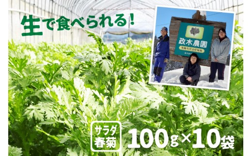 ＜8月から寄附額改定＞令和8年産【6月上旬～10月下旬発送】サラダ春菊 100g 10袋 計1kg 政木農園 無農薬栽培 野菜 葉物 フレッシュ 生 サラダ 鍋 小分け 1000g 1kg 産地直送