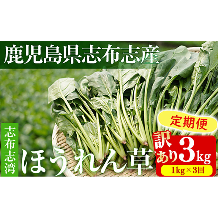 【定期便3回】【数量限定・訳あり】志布志湾ほうれん草(計3kg 1kg×3回)  t0021-003