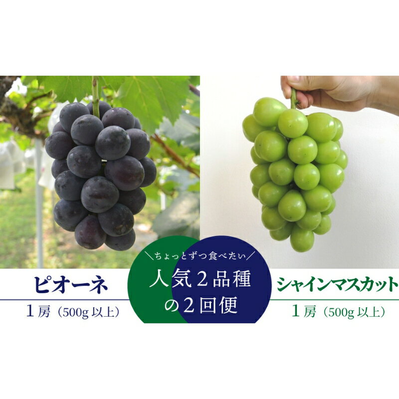 【ふるさと納税】 【発送月固定定期便】【きよとうファーム】ピオーネとシャインマスカットの1房ずつのお試し便!全2回【8月 9月発送予定】【配送不可地域：離島】岡山 ぶどう ブドウ 葡萄 果物 フルーツ 甘い 産地直送 定期便【4066231】【KF-T042-01】