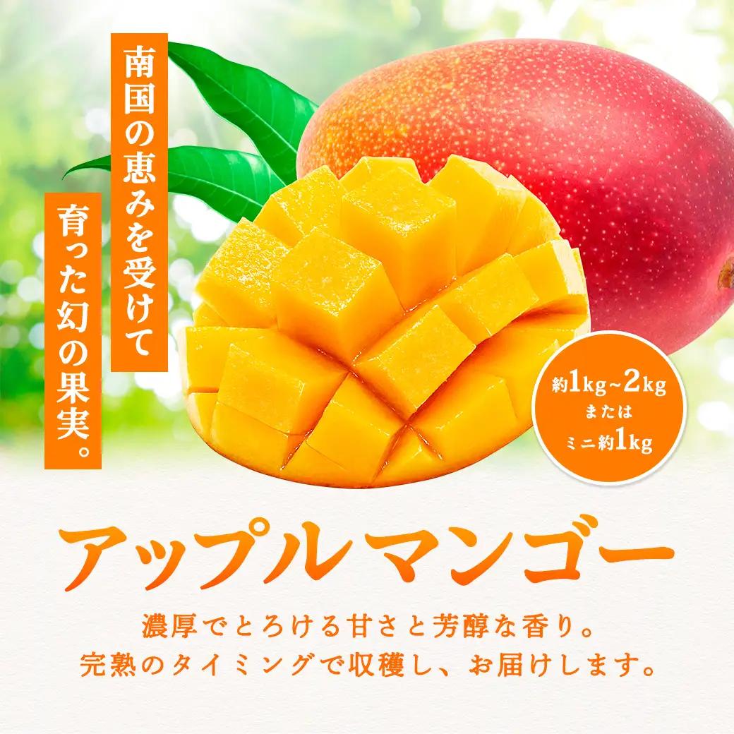【2026年7～9月発送】今が旬！ 完熟 アップル マンゴー 1kg（2～3玉）モトキ農園 鹿児島県 奄美大島 宇検村 南国 マンゴー フルーツ 果物 