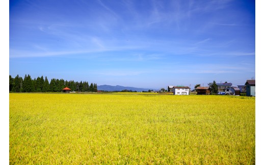 【令和8年産 新米 先行予約】【6ヶ月定期便】 魚沼産コシヒカリ 10kg(5kg×2袋) 九左衛門の米 農家直送 | 白米 精米 ブランド米 こしひかり お米 おこめ こめ コメ おすすめ 人気 ギ