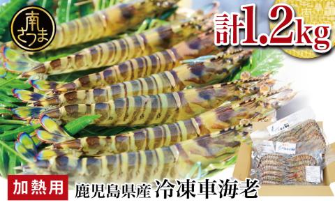 【鹿児島県産】冷凍 車海老 1.2kg （加熱用） 車エビ 車えび 海老 エビ えび 海の幸 海鮮 天ぷら エビフライ エビチリ 冷凍 博多浦マリンファーム 南さつま市