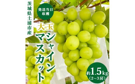 【先行予約】茨城県産シャインマスカット【約1.5キロ】 ※2025年9月中旬～10月下旬頃に順次発送予定