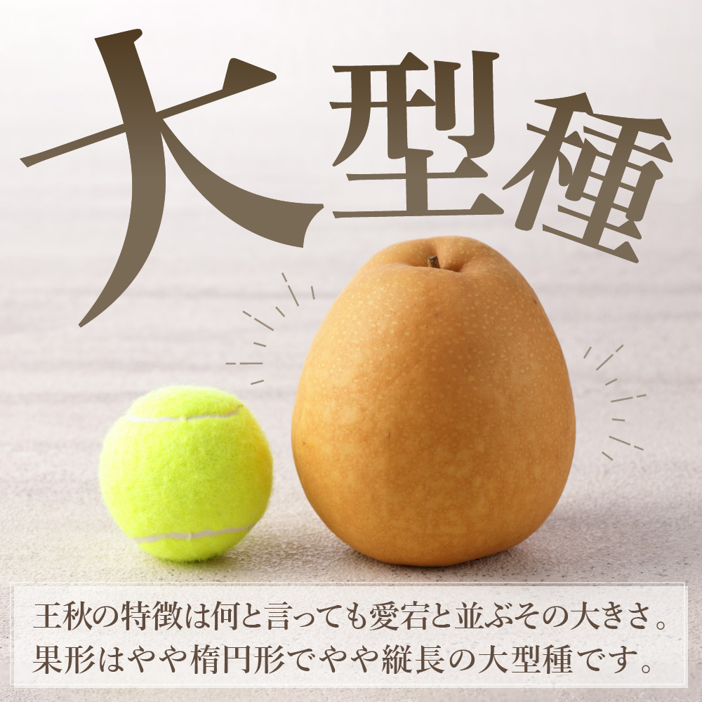 【2025年産先行予約】伊万里梨「王秋」 約5kg  B163_イメージ3