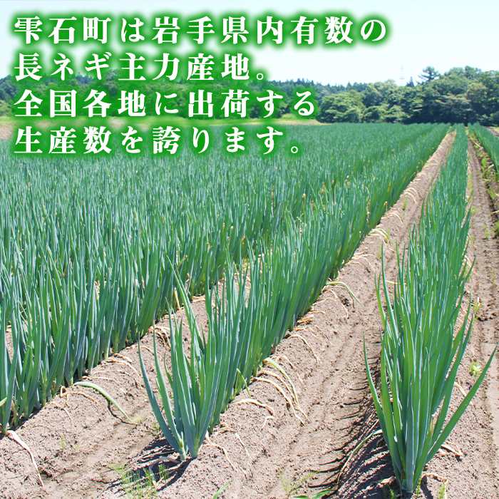 岩手県産 極楽野 長ねぎ 5kg 目安本数 25本 ～ 35本 【高橋農園】／ 長ネギ 長葱 ねぎ ネギ 葱 白ねぎ 白ネギ 白葱 新鮮 野菜 やさい 人気野菜 国産 EM栽培 産地直送 農家直送 季