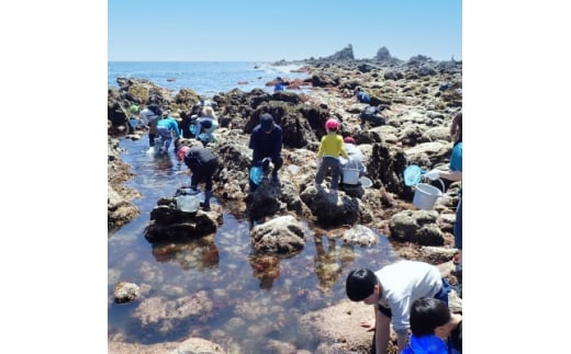 「海のミュージアム 磯の生物観察会・海の自然実感教室」参加費1000円分クーポン【1697092】
