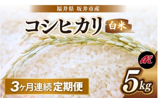 【先行予約】【令和8年産・新米】 定期便 ≪3ヶ月連続お届け≫ 坂井市産 コシヒカリ 白米 5kg×3回 計15kg (アグリ川崎) 【2026年10月以降順次発送予定】 【米 こめ お米 精米 ブランド米 こしひかり 国産】 [C-20503]