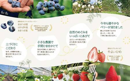 ブルーベリー大粒500g 朝摘みでお届け！【5年連続最高金賞受賞 群馬県ブルーベリー品評会2021~2025年】 大粒 化学農薬不使用 除草剤不使用 フルーツ 果物 F4H-0687