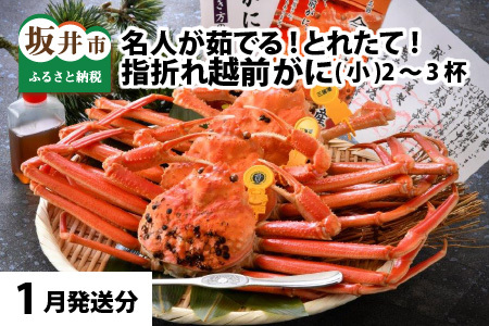【先行予約】名人が茹でる とれたて指折れ越前がに(小) 2～3杯【1月発送分】 [C-4352_01]