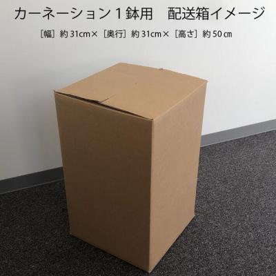ふるさと納税 庄内町 【R8.5月初旬発送】成澤さんのカーネーション オレンジジェラート(入金期限:2026.4.30) |  | 02