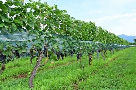 【ふるなびWEEK対象】五一わいん 塩尻メルロ | ワイン 五一わいん 赤 メルロ 長野県 塩尻市 FN-Limited