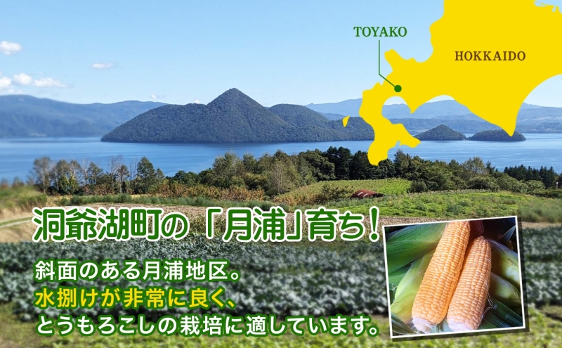 北海道 洞爺湖町 月浦 雪の妖精 5kg 先行受付 8月下旬～9月中旬頃にお届け とうもろこしトウモロコシ とうきび スイート コーン 旬 野菜 甘い 大粒 人気 朝採り 産地直送 青山農園 送料無料
